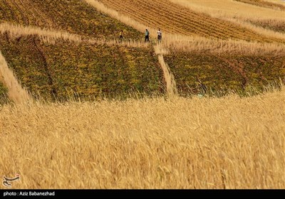 مزارع گندم و نخود شهرستان دلفان
