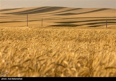  نیاز شدید دنیا به گندم باعث ظهور شیوه‌های نوآورانه برای صادرات شده است 