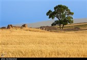 توزیع 14 هزار تن کود کشاورزی در استان لرستان
