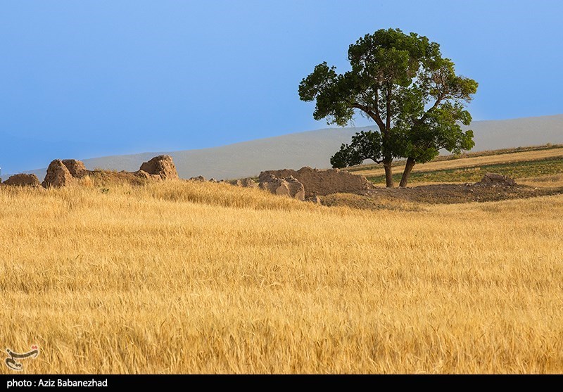 توزیع 14 هزار تن کود کشاورزی در استان لرستان