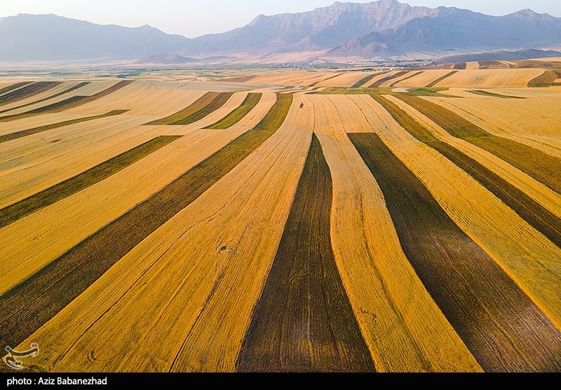 108 هزار تن گندم از مزارع خراسان شمالی برداشت شد