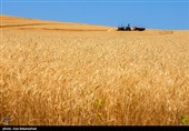 خرید تضمینی گندم در استان قزوین از 163 هزار تن عبور می‌کند