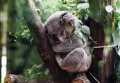 استرالیا بیش از هر کشوری گونه‌های پستاندار خود را از دست داده است