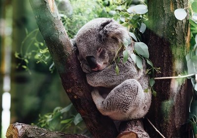 استرالیا بیش از هر کشوری گونه‌های پستاندار خود را از دست داده است