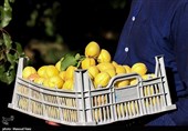 تولید سالانه 25هزار تن زردآلو در باغات لرستان