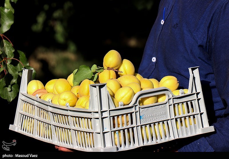 تولید سالانه 25هزار تن زردآلو در باغات لرستان