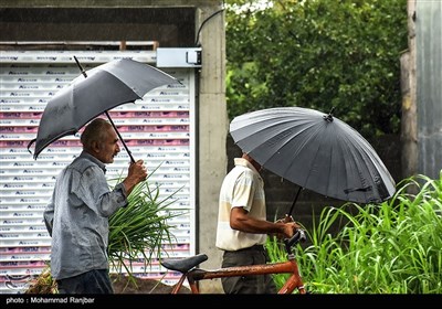 بارش باران تابستانی در رشت