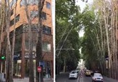 دادستان تهران خشک شدن مشکوک درختان خیابان ولیعصر(عج) را بررسی می‌کند