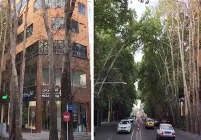  تشکیل پرونده قضائی برای خشک کردن درختان خیابان ولیعصر(عج) 