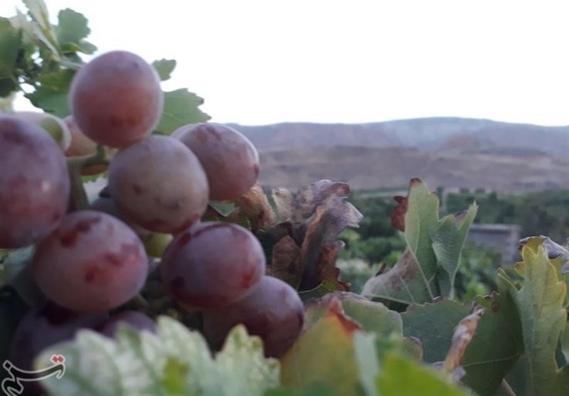 پیش‌بینی برداشت 15.5 تن انگور از باغات خراسان جنوبی