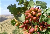 افزایش محصول پسته در غرب افغانستان