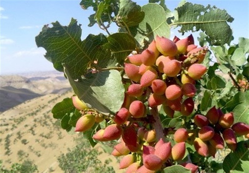 اجرای برنامه‌های تحولی کشاورزی در استان یزد/ 30 میلیون نهال پسته تولید شد
