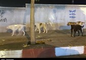 انتقاد تند دبیر ستاد امر به‌معروف کردستان از جولان سگ‌های ولگرد در سنندج