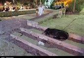 آب پاکی شهردار سنندج روی دست شهروندان؛ ساماندهی سگ‌های ولگرد از توان ما خارج است