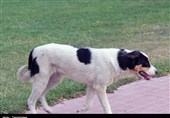 اجرای طرح ضربتی جمع‌آوری سگ‌های ولگرد در کرمانشاه