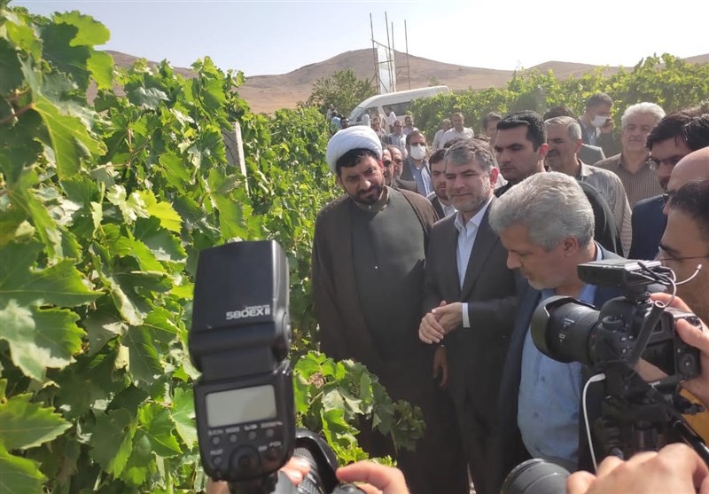 وزیر جهادکشاورزی طرح فراز باغات انگور در ملایر را افتتاح کرد