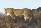 مشاهده ‌3 قلاده پلنگ ایرانی در پارک ملی توران + فیلم