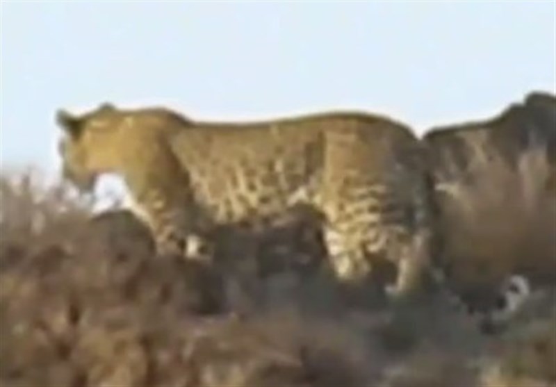 مشاهده ‌3 قلاده پلنگ ایرانی در پارک ملی توران + فیلم