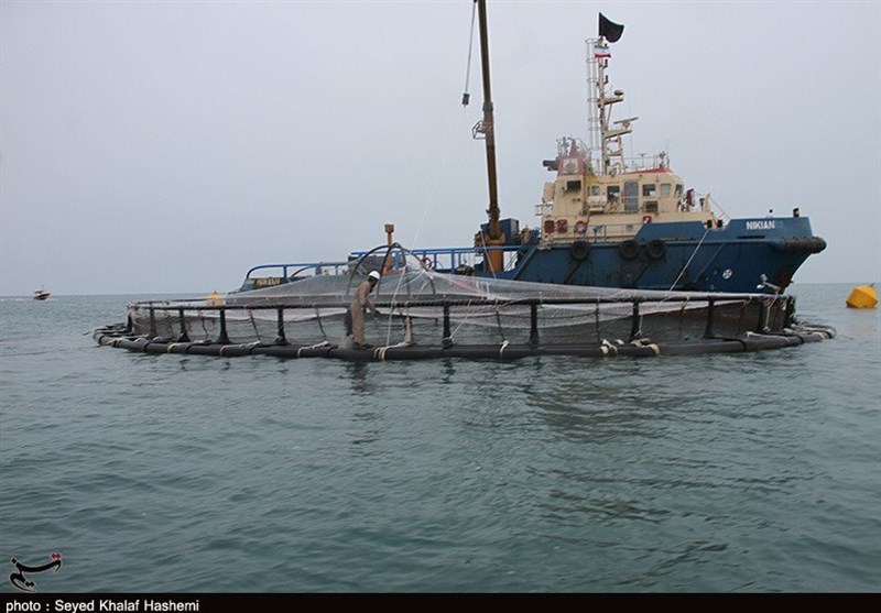 افزوده شدن 2000 تن به ظرفیت تولید ماهی پرورشی استان بوشهر