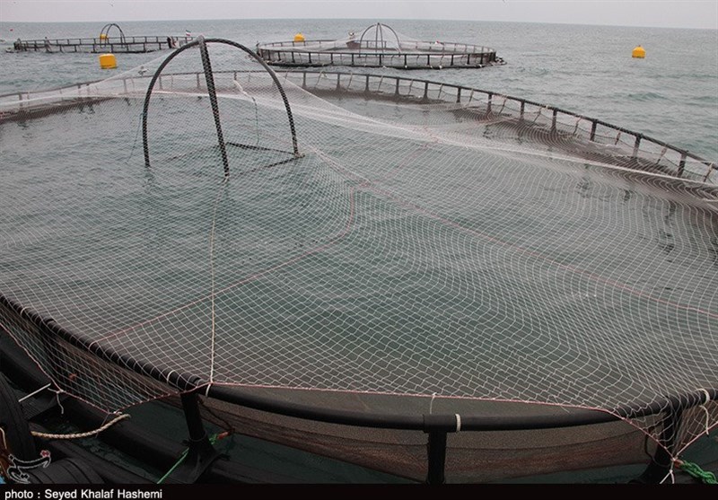 صدور مجوز پرورش 500 تن ماهی در قفس در آب‌های ساحلی خوزستان