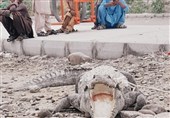 خطر حمله «گاندو» در پی وقوع سیلاب در بلوچستان