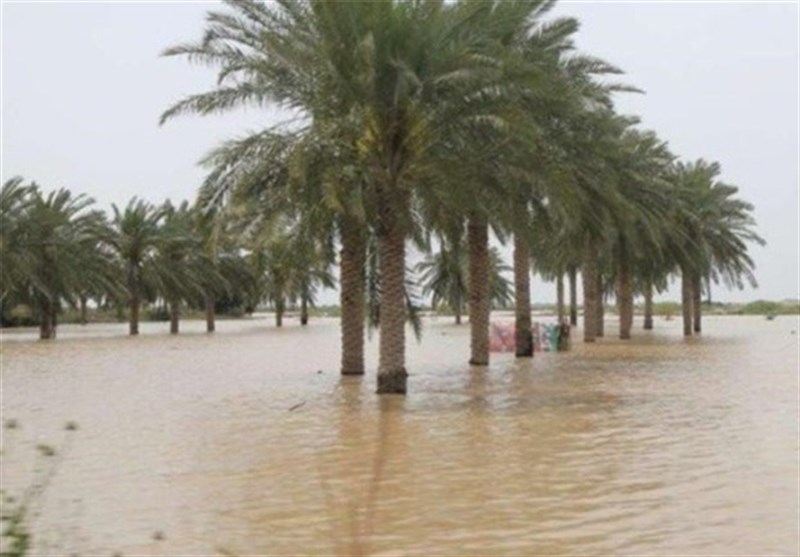 سیلاب سامانه مونسون 416 میلیارد تومان به حوزه کشاورزی استان بوشهر خسارت وارد کرد