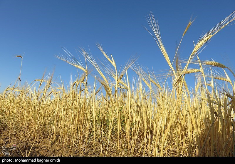 افزایش دو برابری ذخایر گندم در استان اصفهان