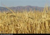 پیش بینی وزارت کشاورزی آمریکا از افزایش 1.5 میلیون تنی تولید 2 غله مهم ایران