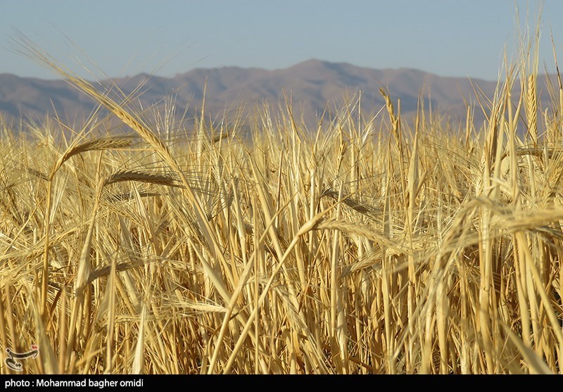 پیش بینی وزارت کشاورزی آمریکا از افزایش 1.5 میلیون تنی تولید 2 غله مهم ایران