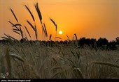 خرید تضمینی 27 هزار تن گندم در استان چهارمحال و بختیاری