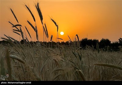  افزایش چشمگیر تولید گندم در لرستان 