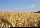 تولید 120 هزار تن گندم در استان سمنان هدف‌گذاری شده‌ است