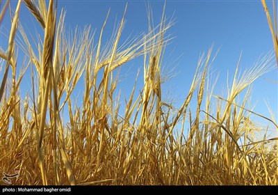  افزایش ۵.۵ درصدی قیمت گندم آمریکا در ۱ روز با توقف صادرات اوکراین 