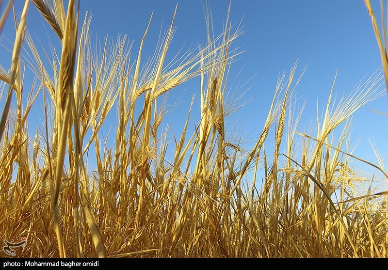 تولید 205 هزار تن گندم در استان اصفهان