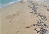 آلودگی نفتی در سواحل جنوبی ایران/ چرا وزارت نفت تجهیزات جمع‌آوری لکه‌های نفتی ندارد؟ + تصاویر