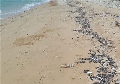 آلودگی نفتی در سواحل جنوبی ایران/ چرا وزارت نفت تجهیزات جمع‌آوری لکه‌های نفتی ندارد؟ + تصاویر