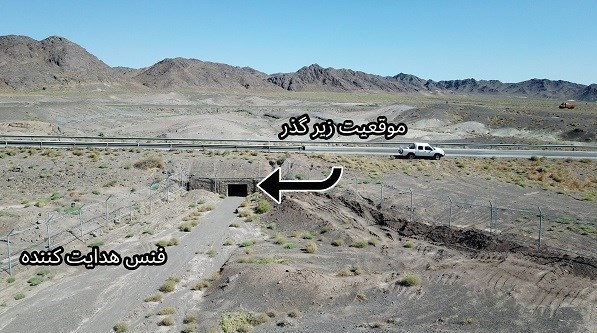 محور عباس‌آباد میامی؛ جاده 30 کیلومتری که قتلگاه یوزهای ایرانی شده است! 2