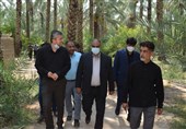 خسارات نخل‌داران استان بوشهر جبران می‌شود