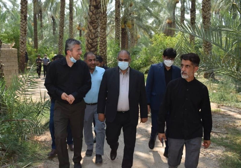 خسارات نخل‌داران استان بوشهر جبران می‌شود