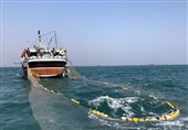صیادان استان بوشهر 960 تن میگو در خلیج‌ فارس صید کردند