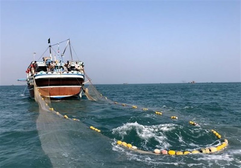 صیادان استان بوشهر 960 تن میگو در خلیج‌ فارس صید کردند