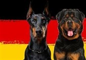 از ممنوعیت سگ‌گردانی بدون قلاده در آلمان تا حمل اجباری کیسه مدفوع سگ!