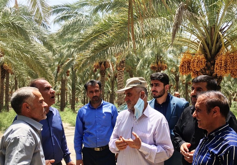 استاندار بوشهر: جبران خسارت به محصول نخیلات استان در دستور کار قرار دارد + تصویر