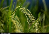 تولید 42 درصد برنج کشور در مازندران/ 98 درصد شالیزارها مکانیزه برداشت شد