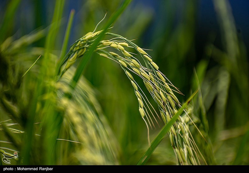 تولید برنج سالم با مدیریت تلفیقی