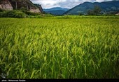 تولید بیش از یک میلیون تُن برنج محلی در مازندران