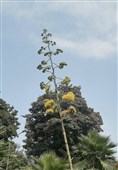 گیاه غول پیکر قرن در مرکز  آموزش کشاورزی سلمانشهر به گل نشست + عکس