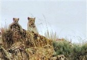 استمرار نسل پلنگ ایرانی در پارک ملی تندوره/ حال "باوَرد" خوب است