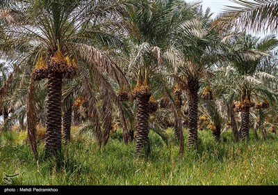 برداشت خرما در منصوره عاصی - شادگان