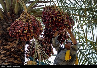 برداشت خرما در منصوره عاصی - شادگان